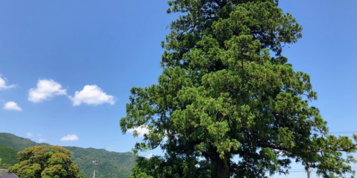 柴尾の一本杉