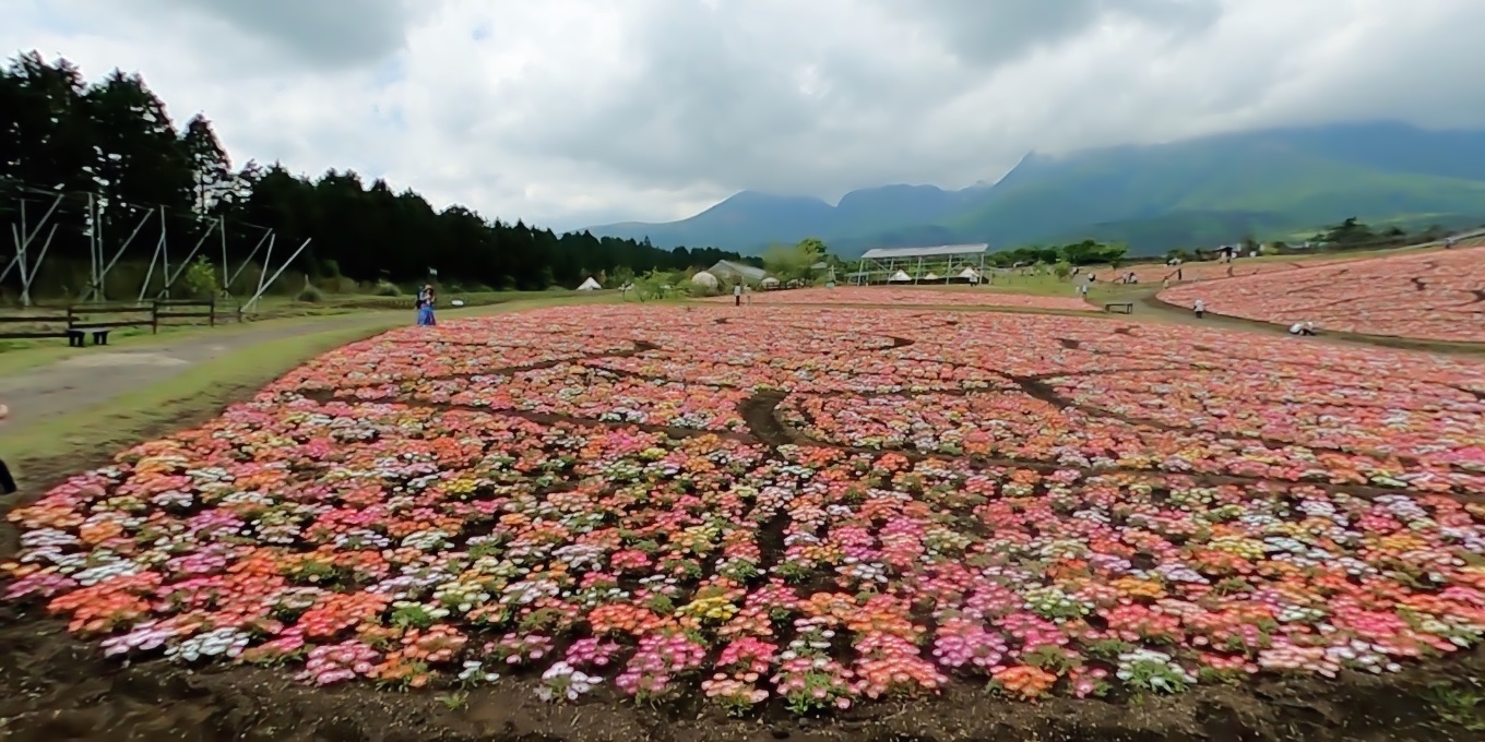 くじゅう花公園 大分県竹田市 ウォーキング 500種類500万本が咲く西日本最大級の花畑 仁淀川 によどがわ 日本一の清流