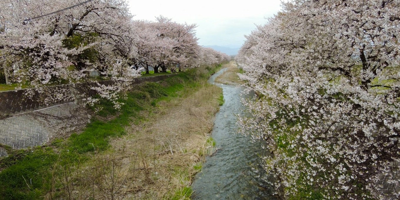 黒沢川の桜並木