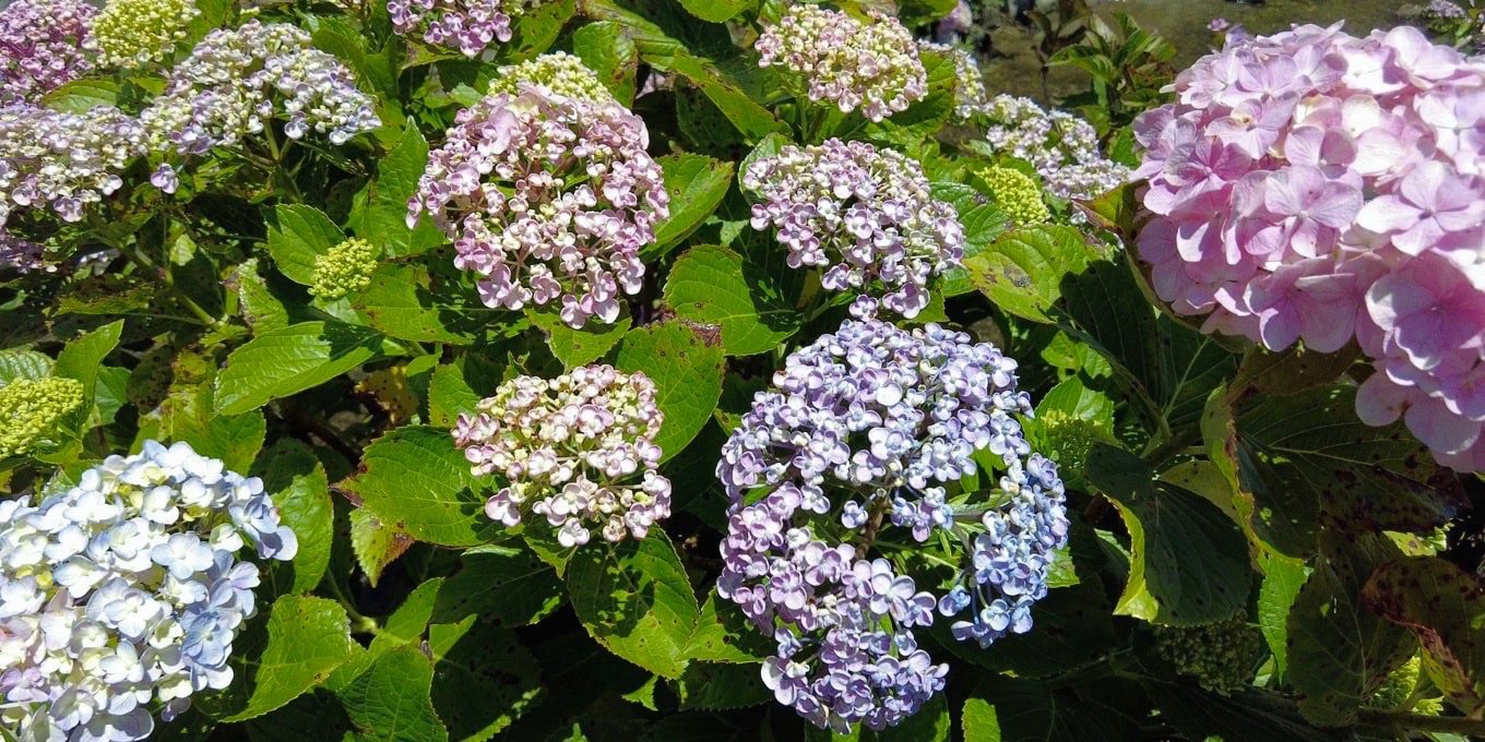 加茂川親水公園