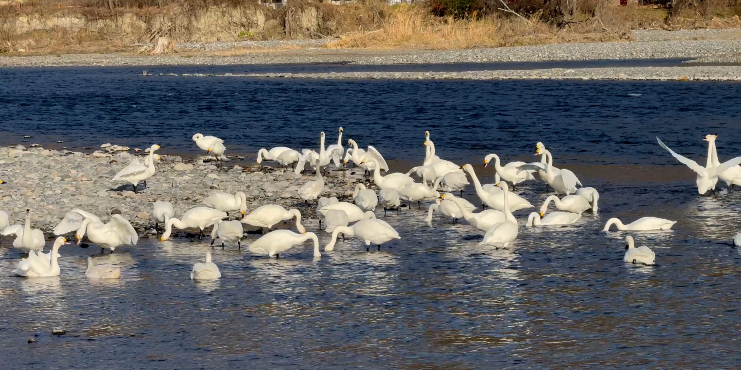 犀川白鳥湖