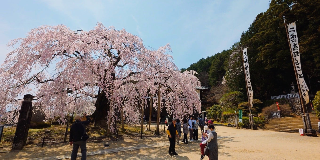 麻績の里舞台桜