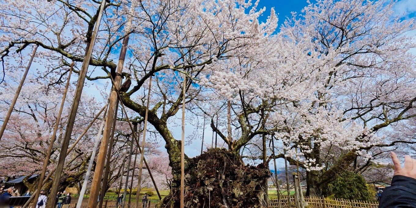 山高神代桜