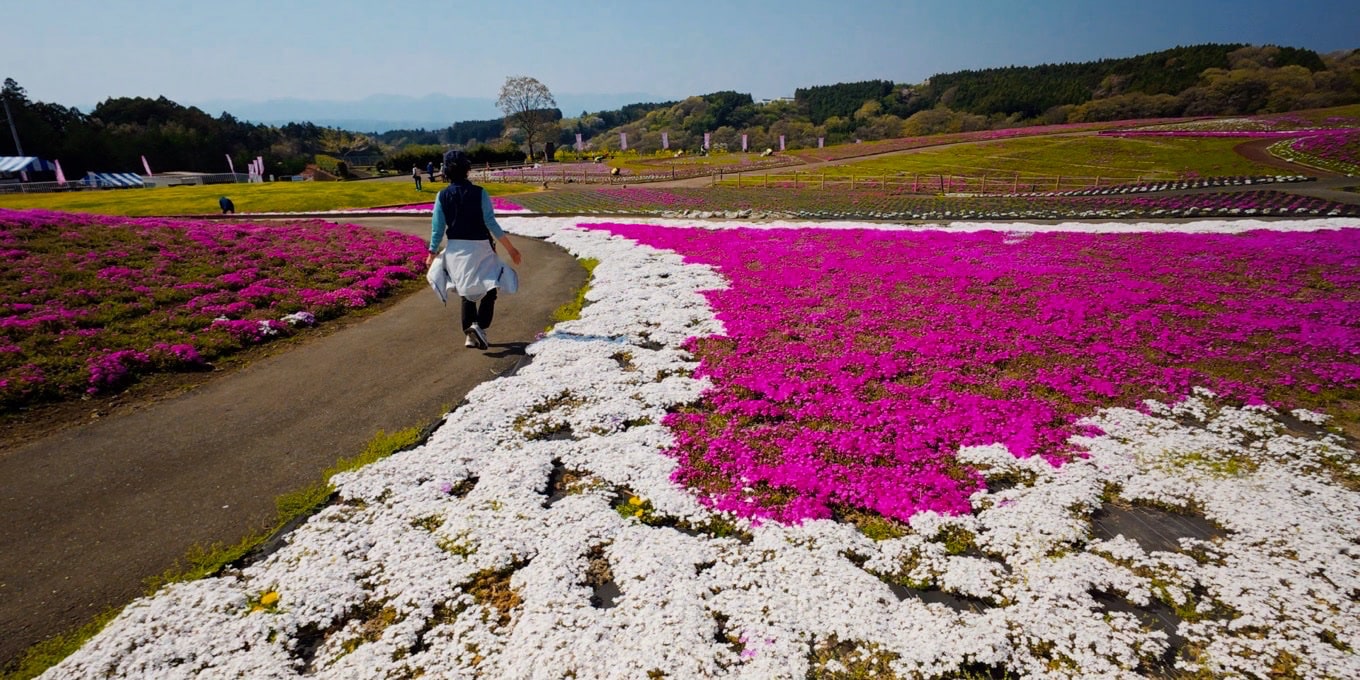 みさと芝桜公園