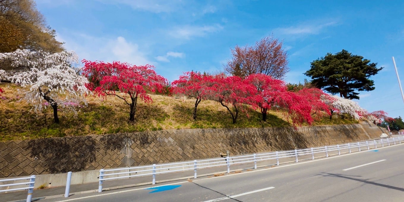 信州みのわ花街道