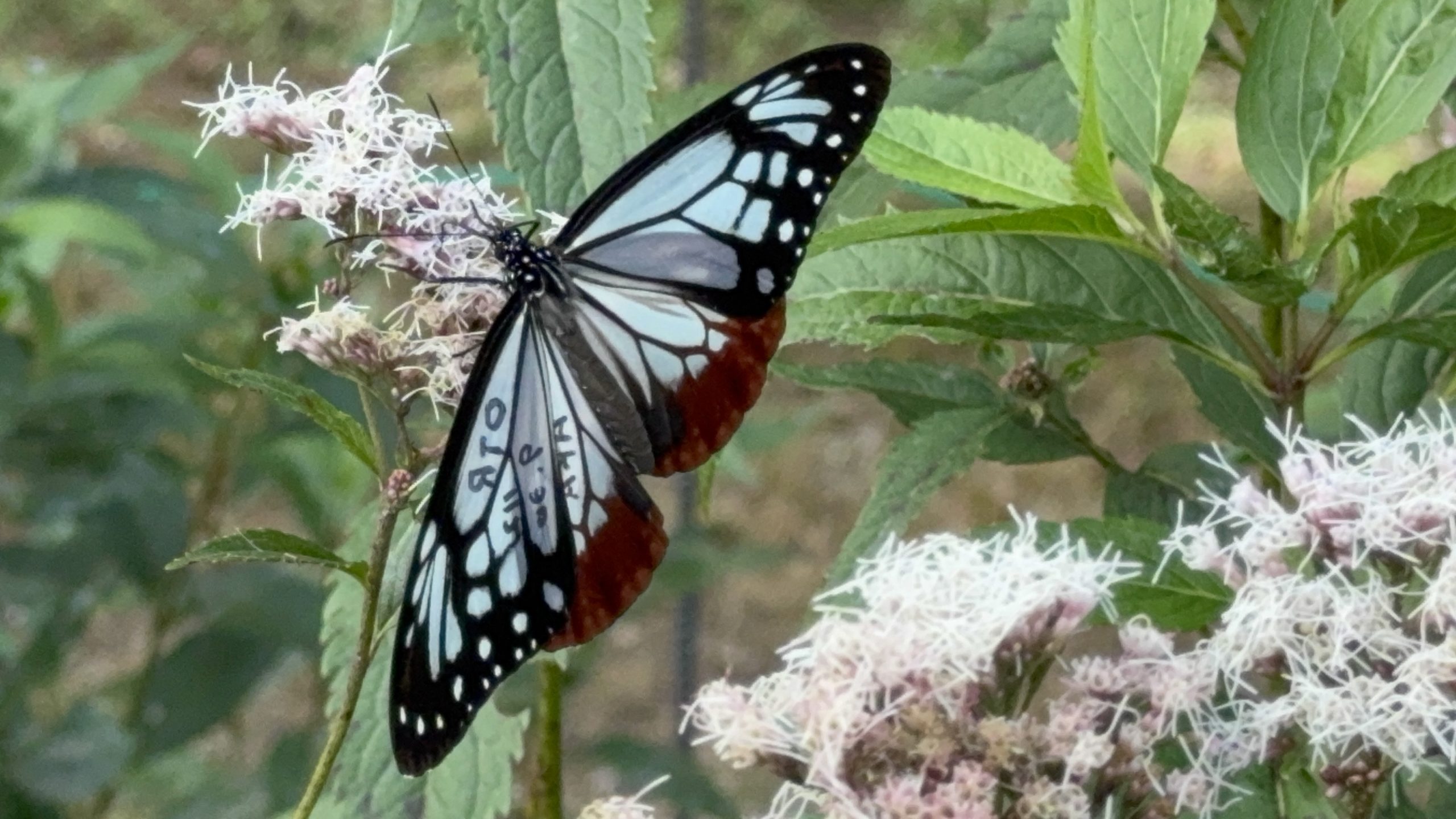 アサギマダラの里