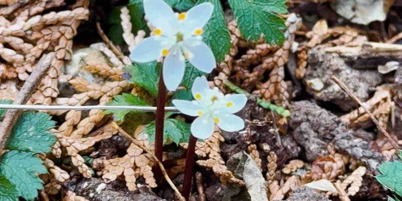 バイカオウレン